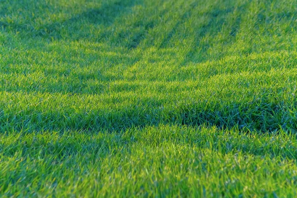 Young Wheat, Green Wheat Seedlings growing in a field 